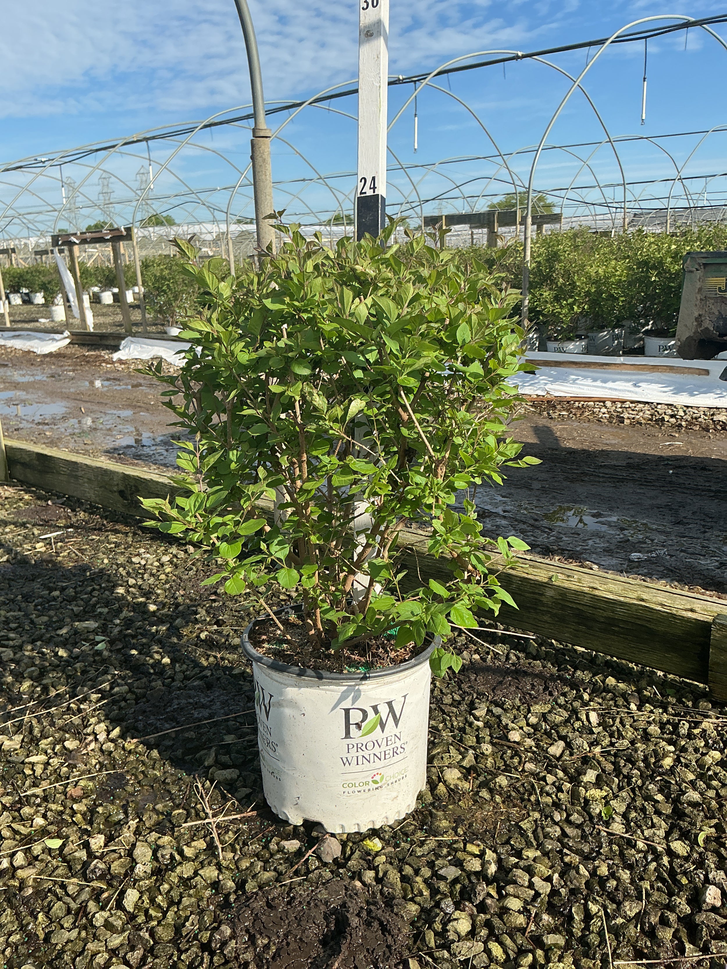 Syringa x 'Penda'