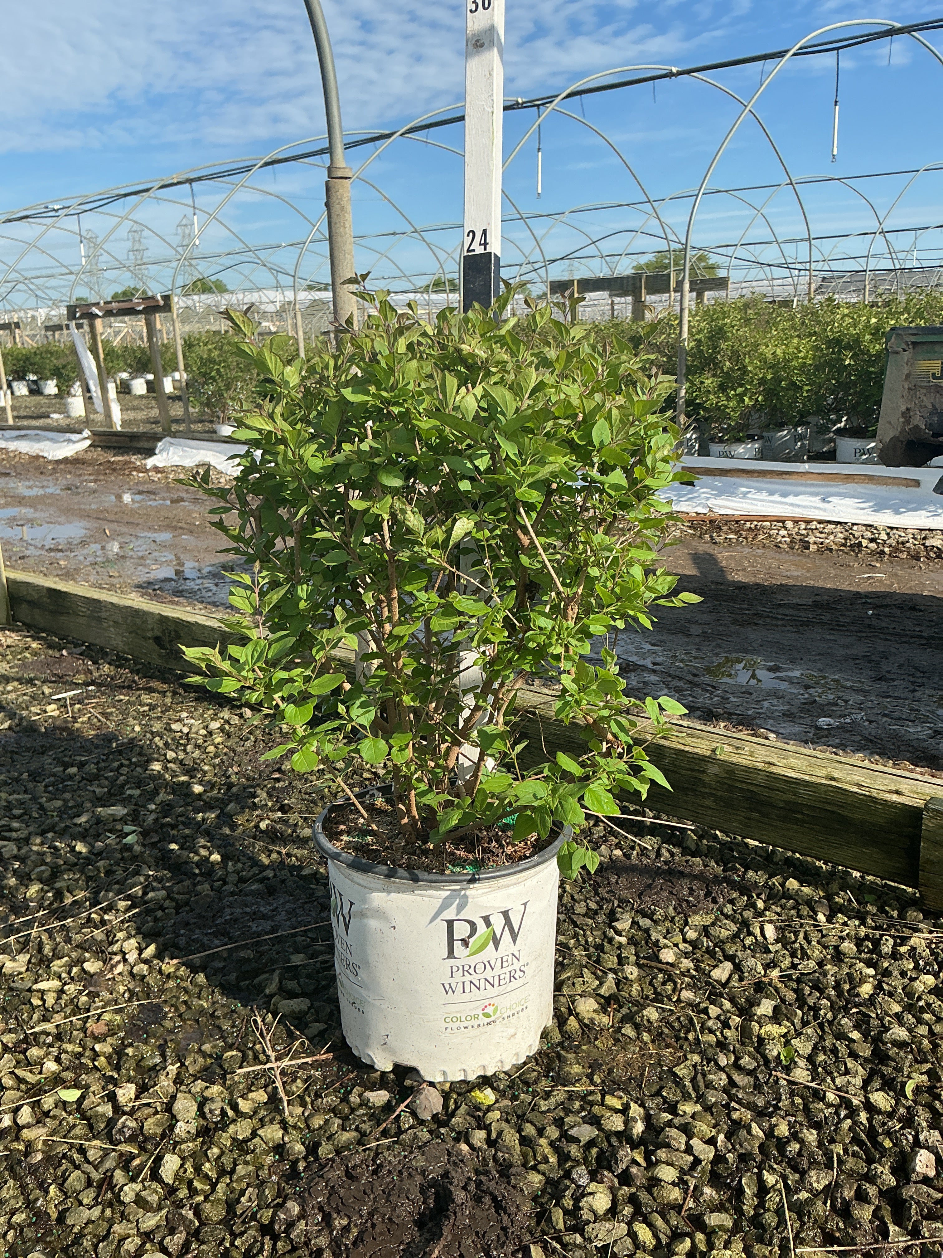 Syringa x 'Penda'