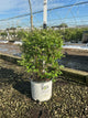 Syringa x 'Penda'