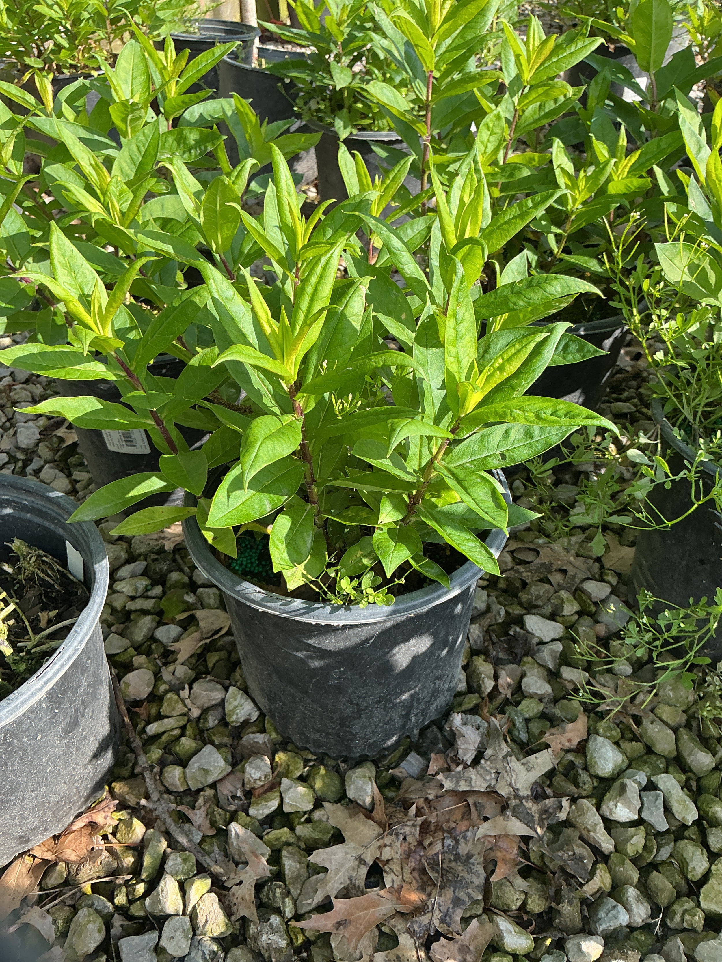 Phlox paniculata 'Flame Pro Purple'