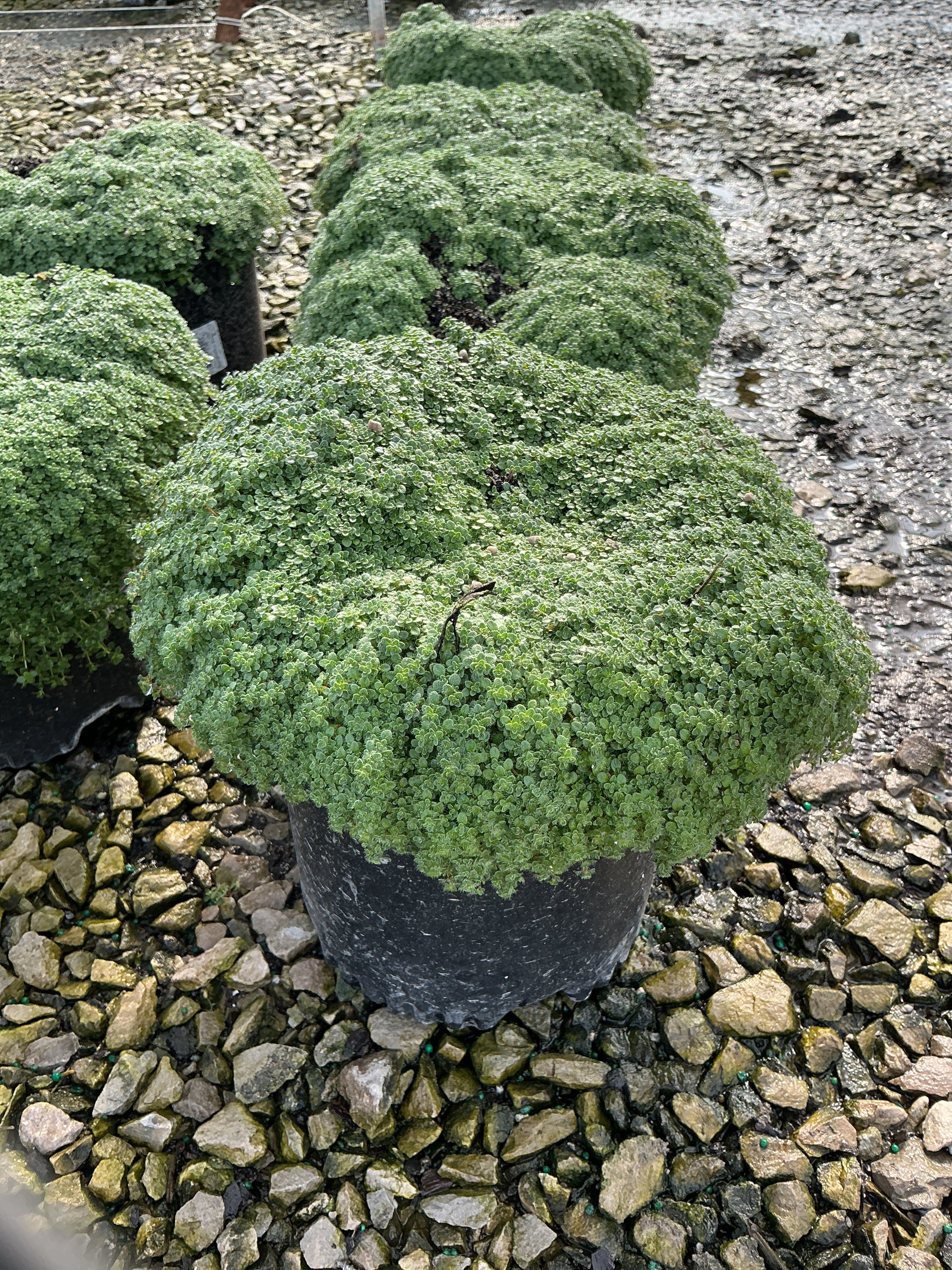 Thymus serpyllum 'Elfin'