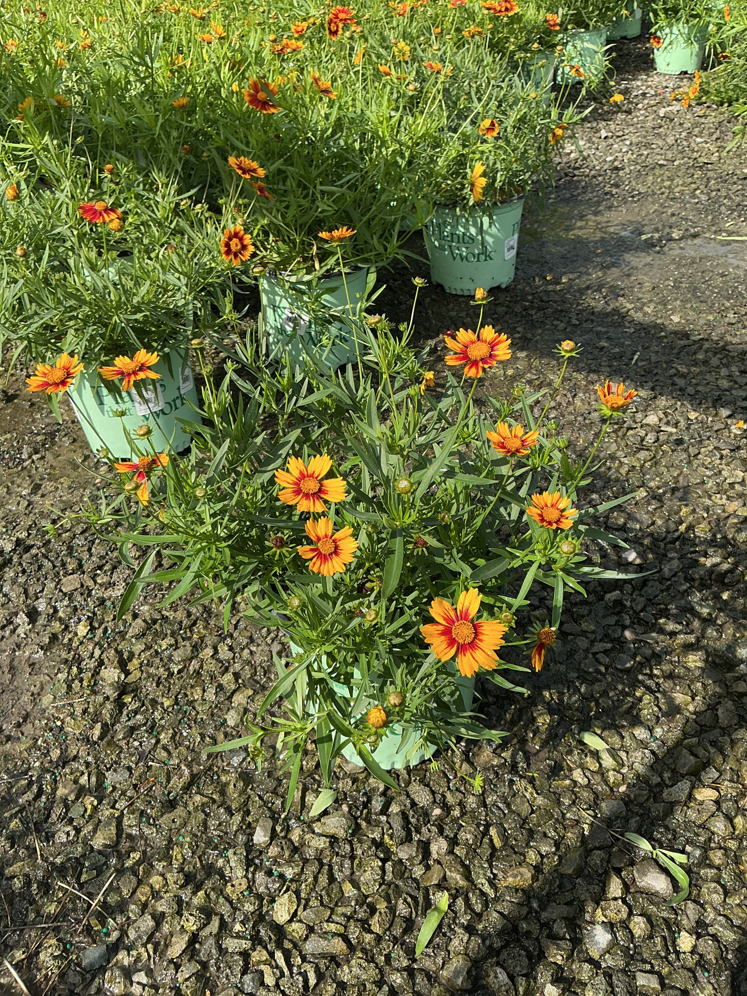 Coreopsis x 'Lil Bang Daybreak'