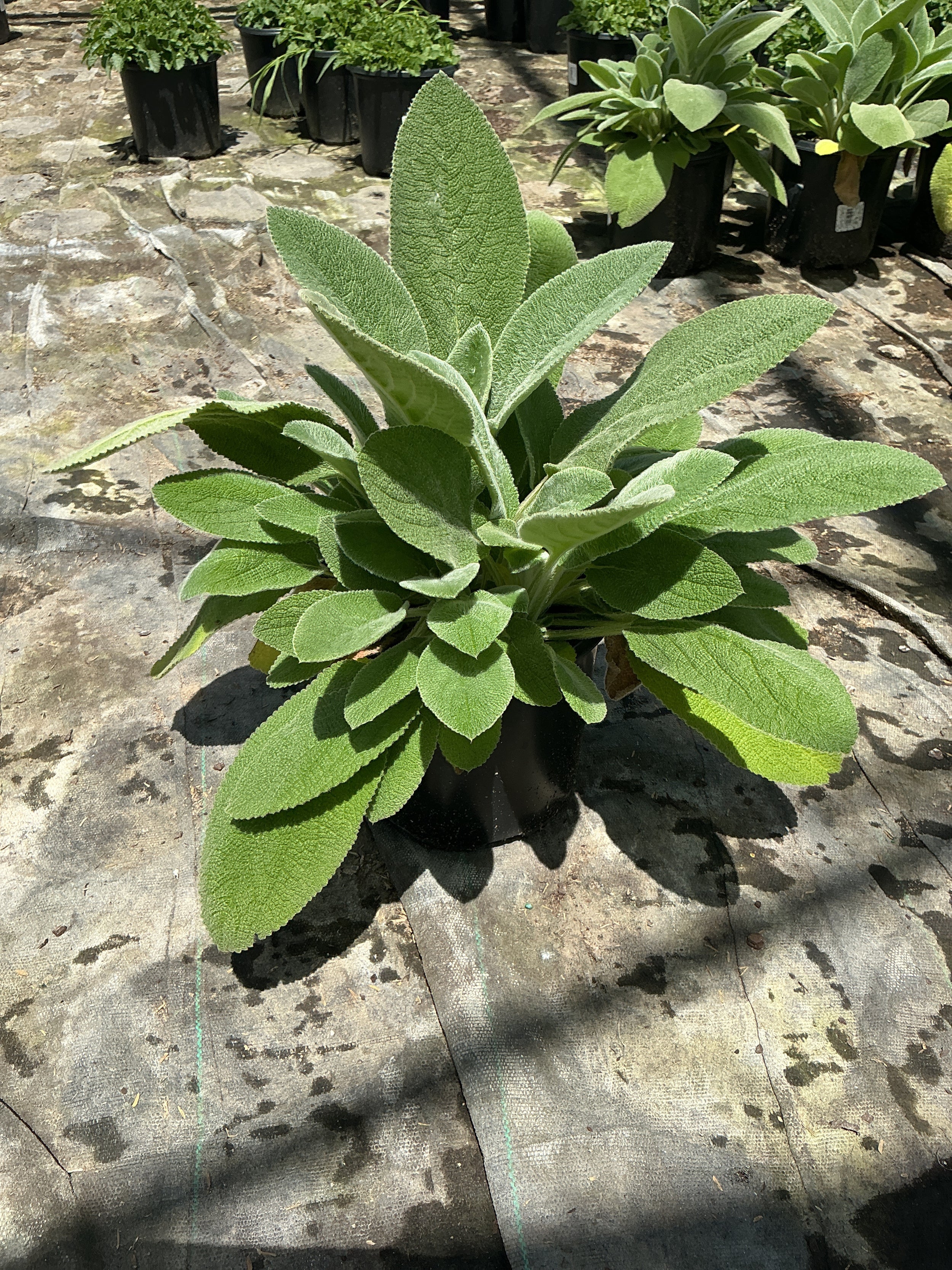 Stachys B 'Helen Von Stein'