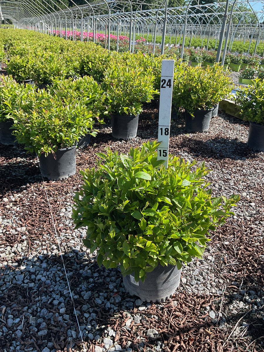 Itea virginica 'Henry's Garnet' — G3 15