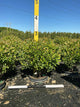 Betula nigra 'Little King'