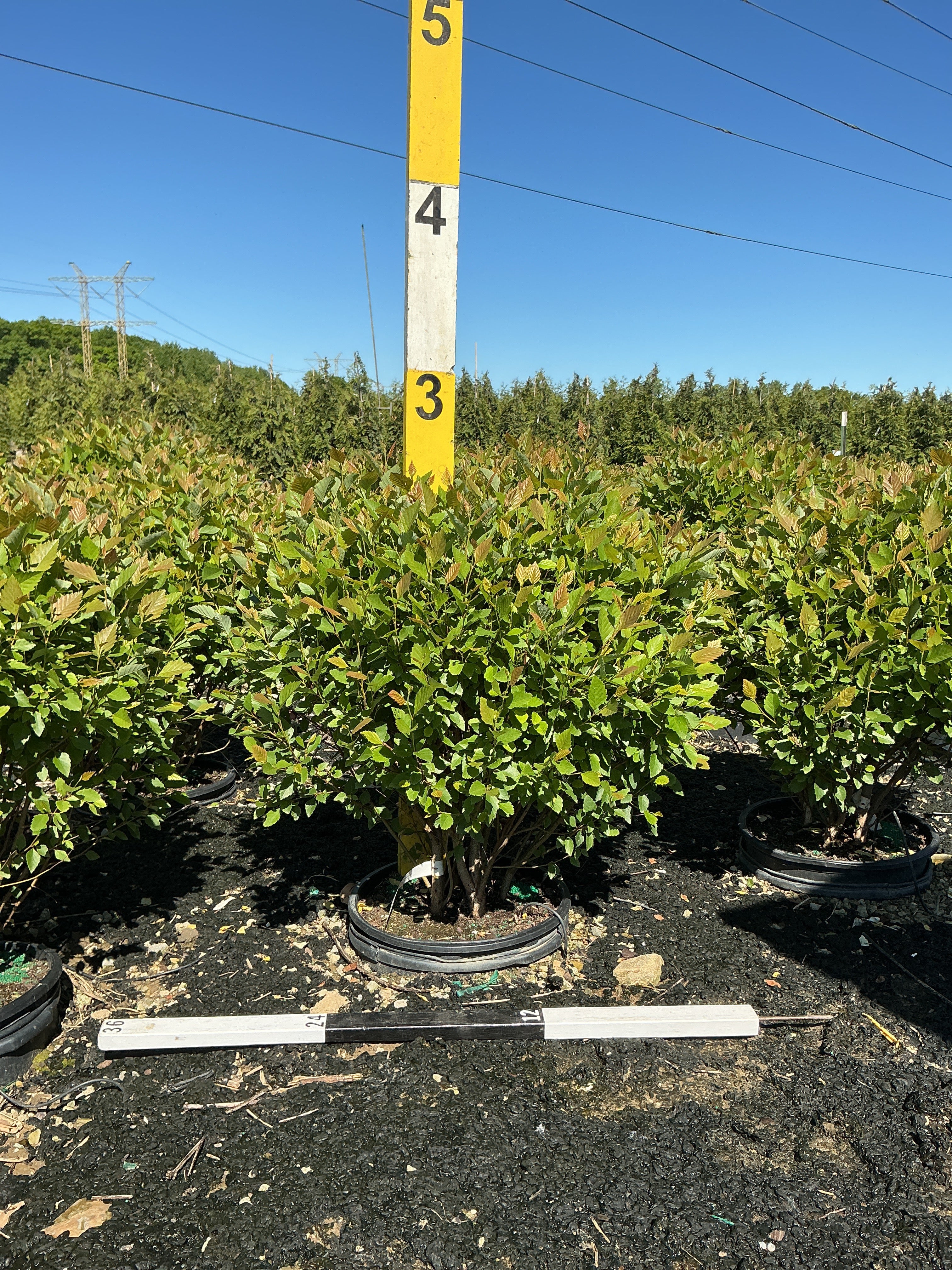 Betula nigra 'Little King'