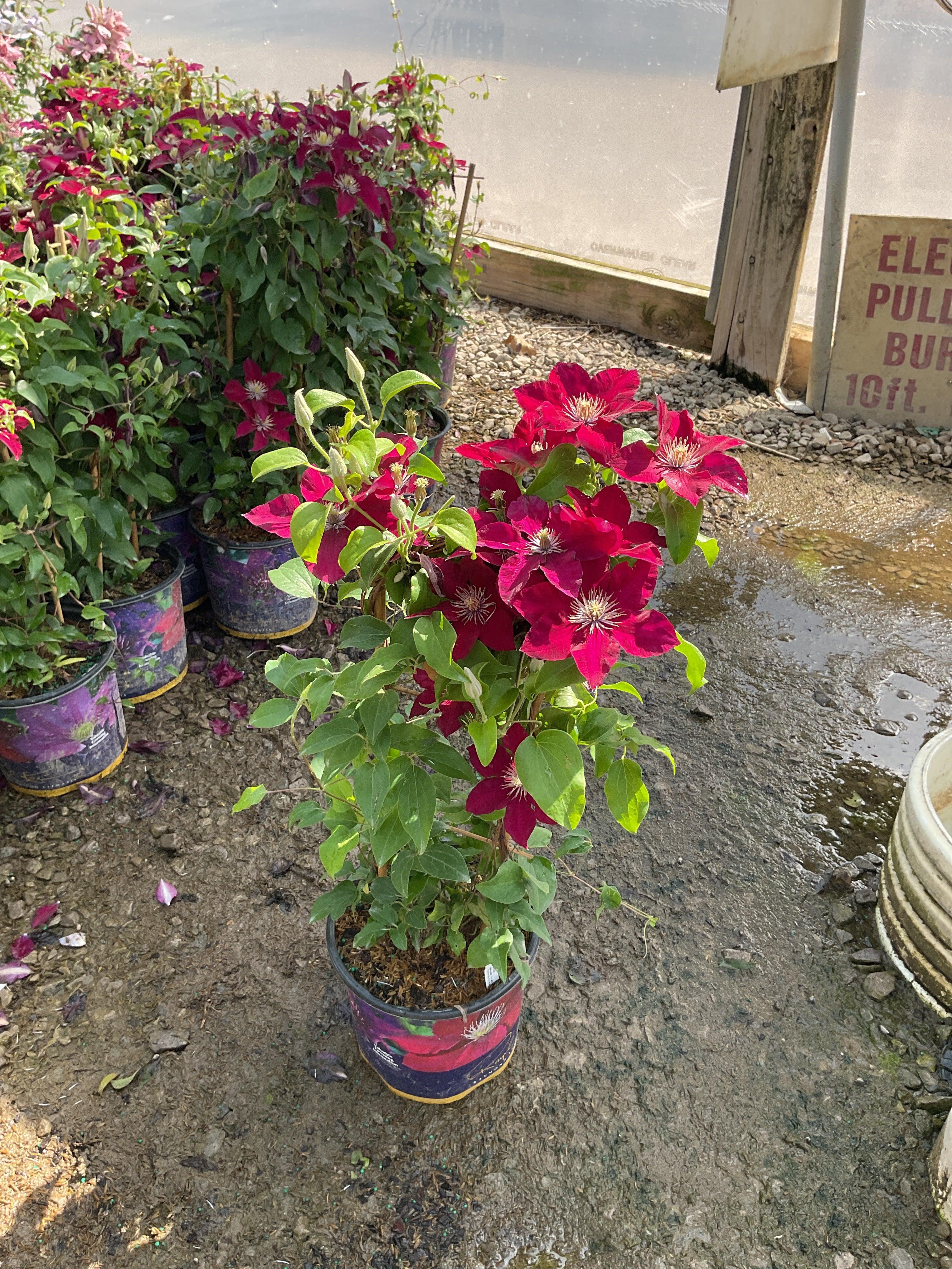 Clematis 'Jie'