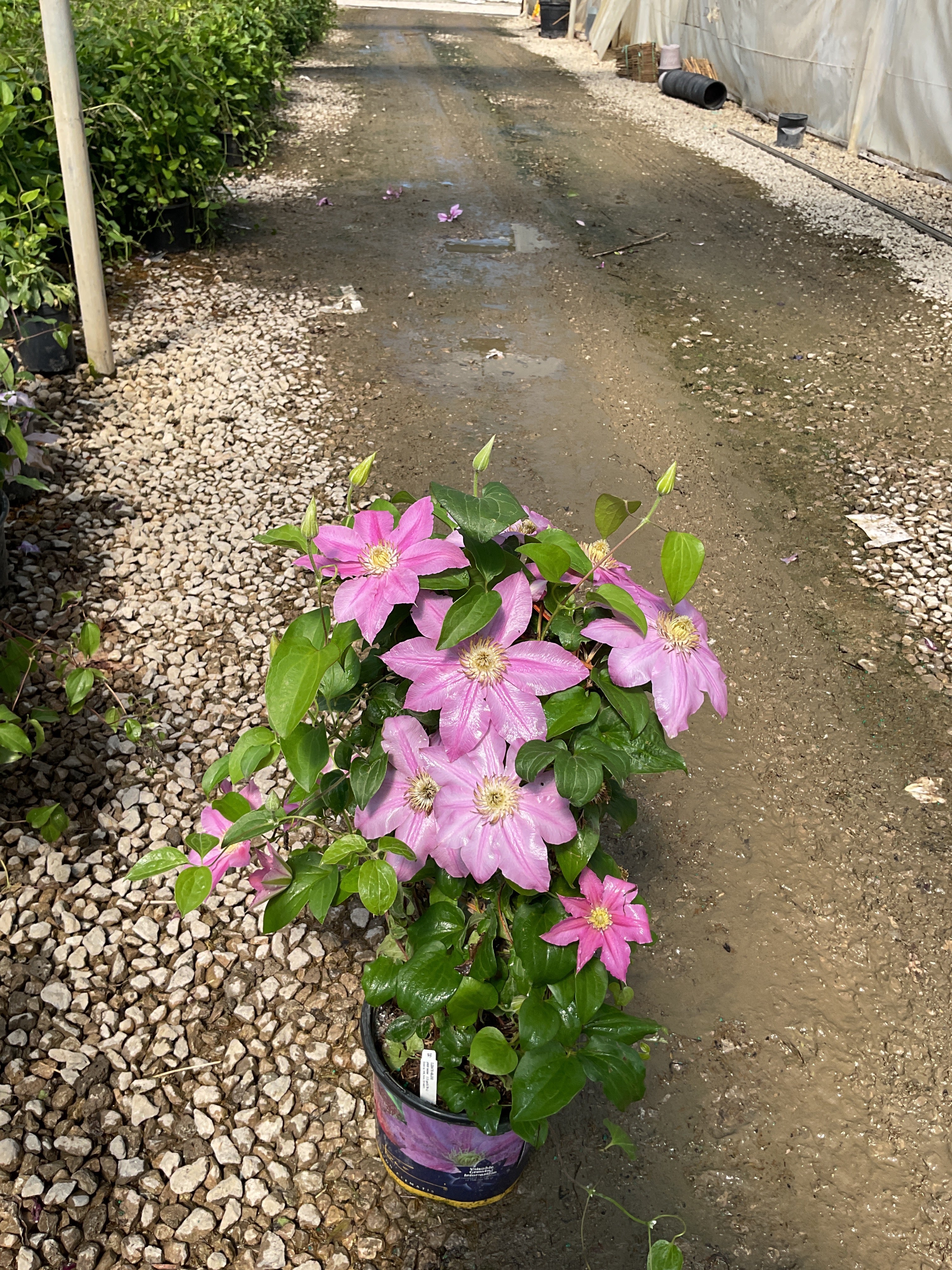 Clematis abilene 'Abilene'