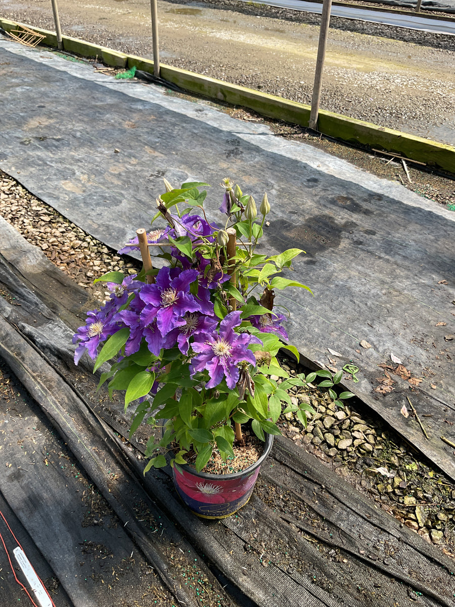 CLEMATIS BARONESS FOOKES — 19CM RE