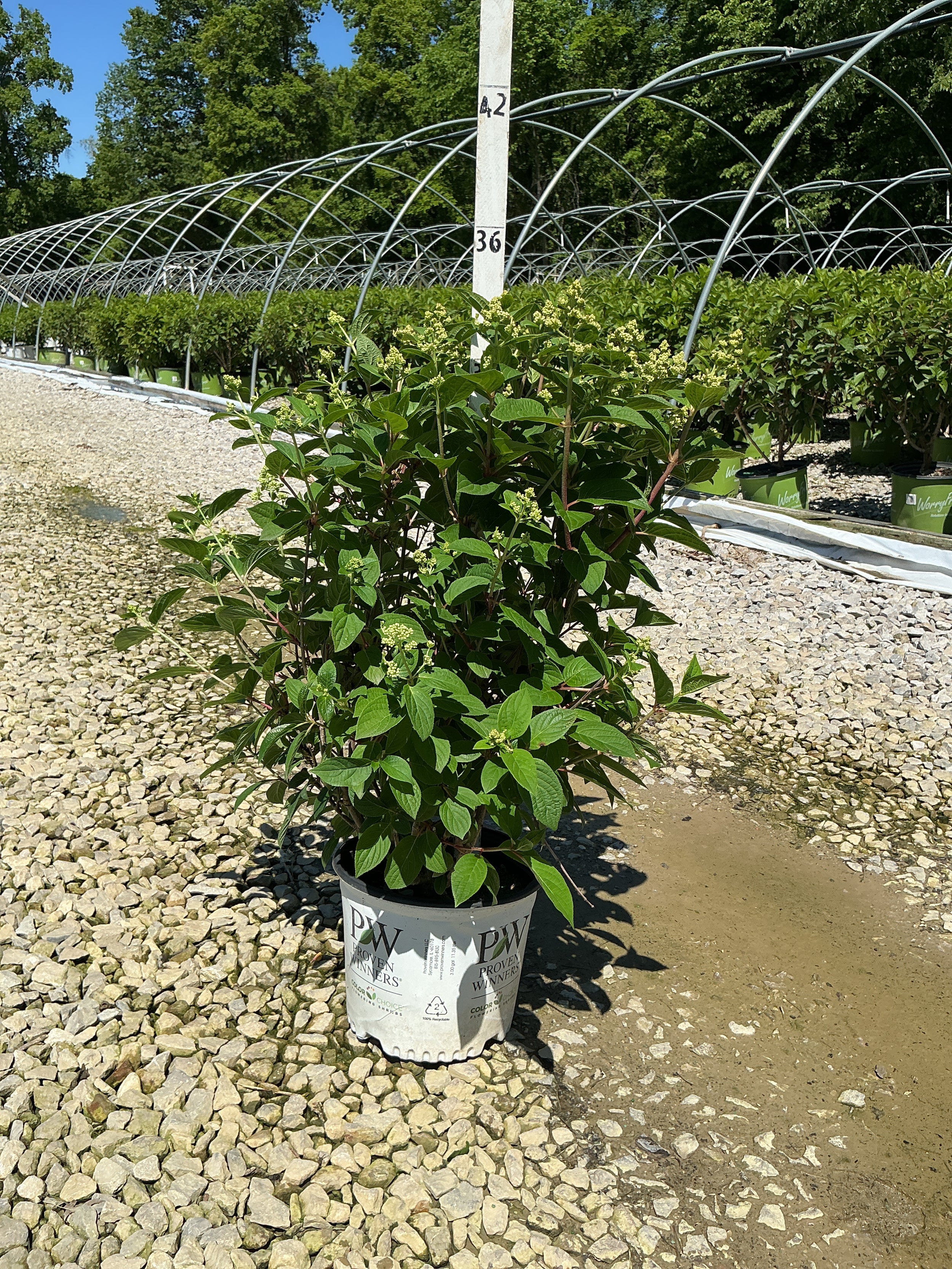 Hydrangea paniculata 'Bulk'
