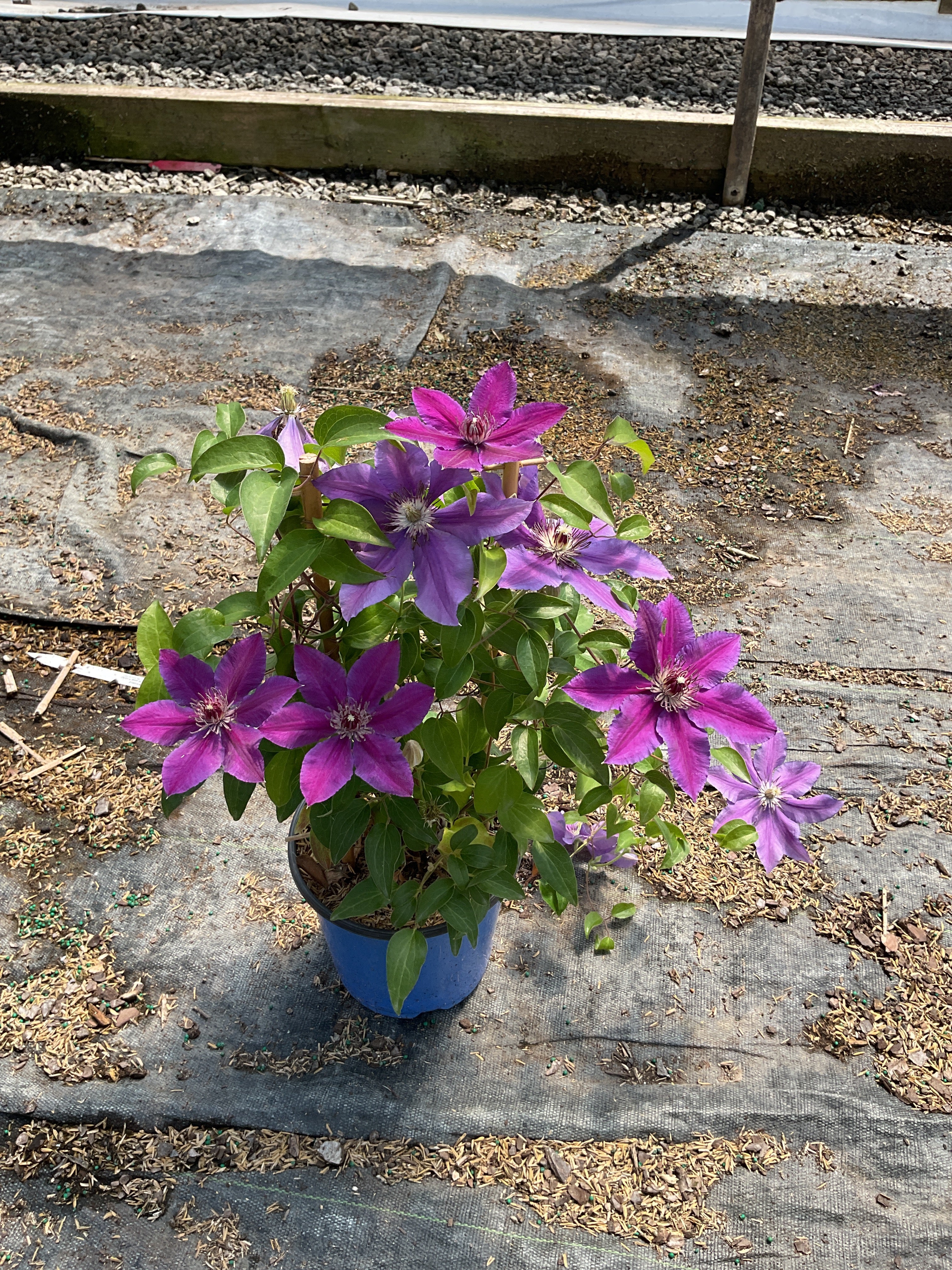Clematis paulie