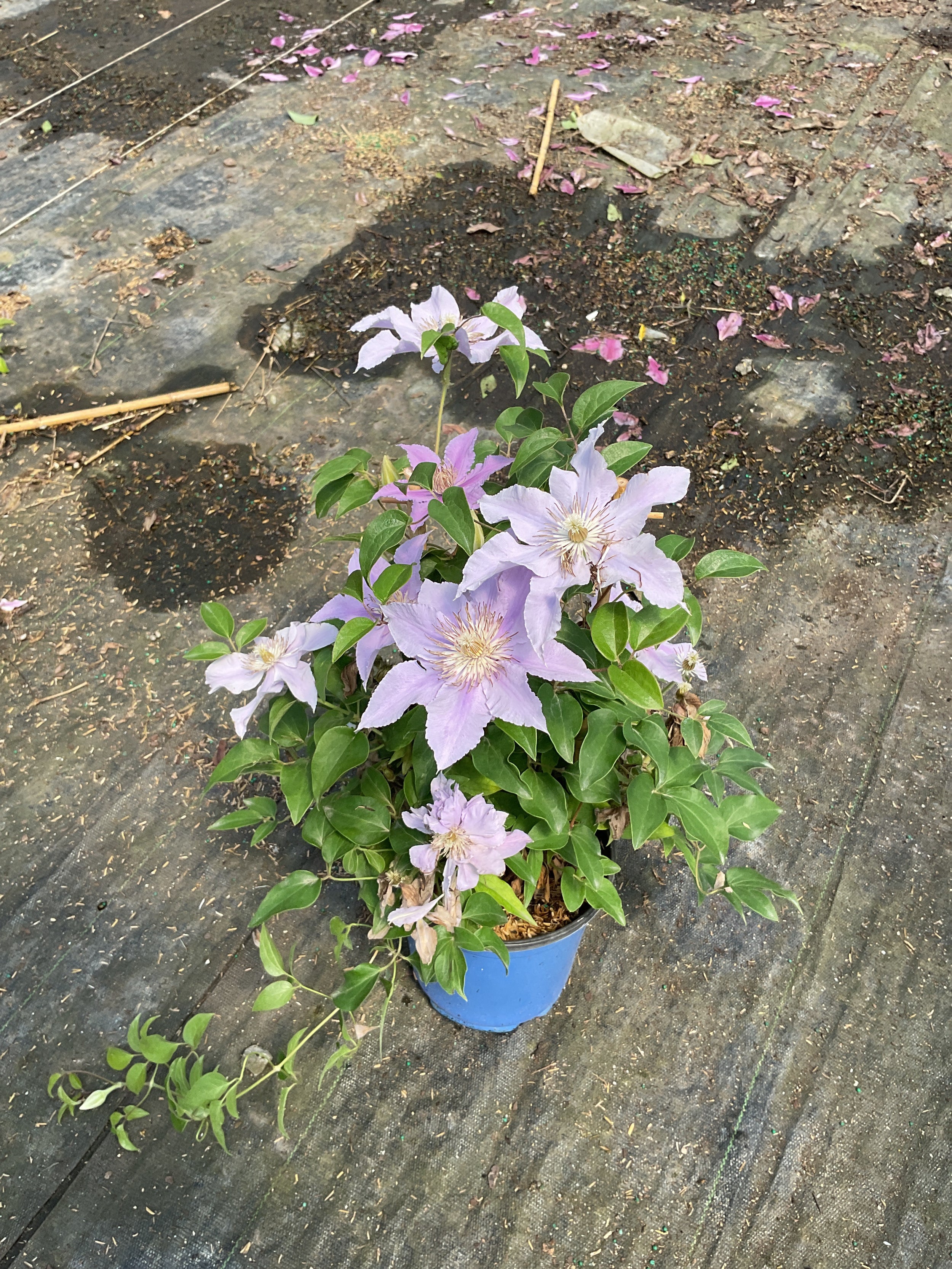 Clematis filigree 'Trailing'