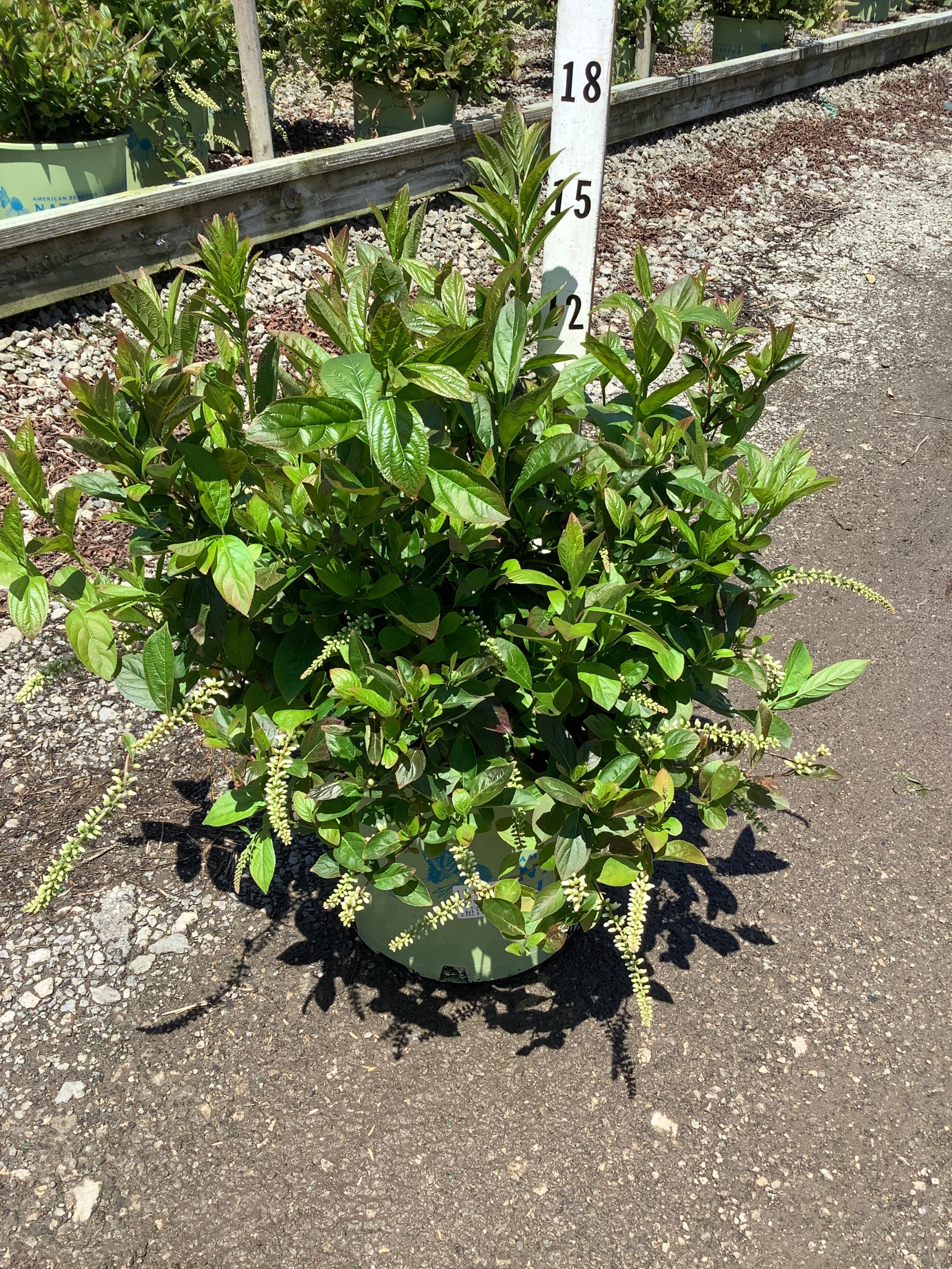 Itea fountains 'Of Rouge'