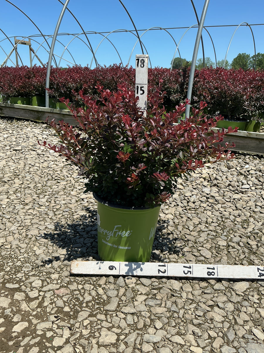 Berberis thunbergii 'Crimson Cutie' — G2 10