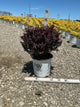 Berberis thunbergii 'Sunjoy Mini Maroon'
