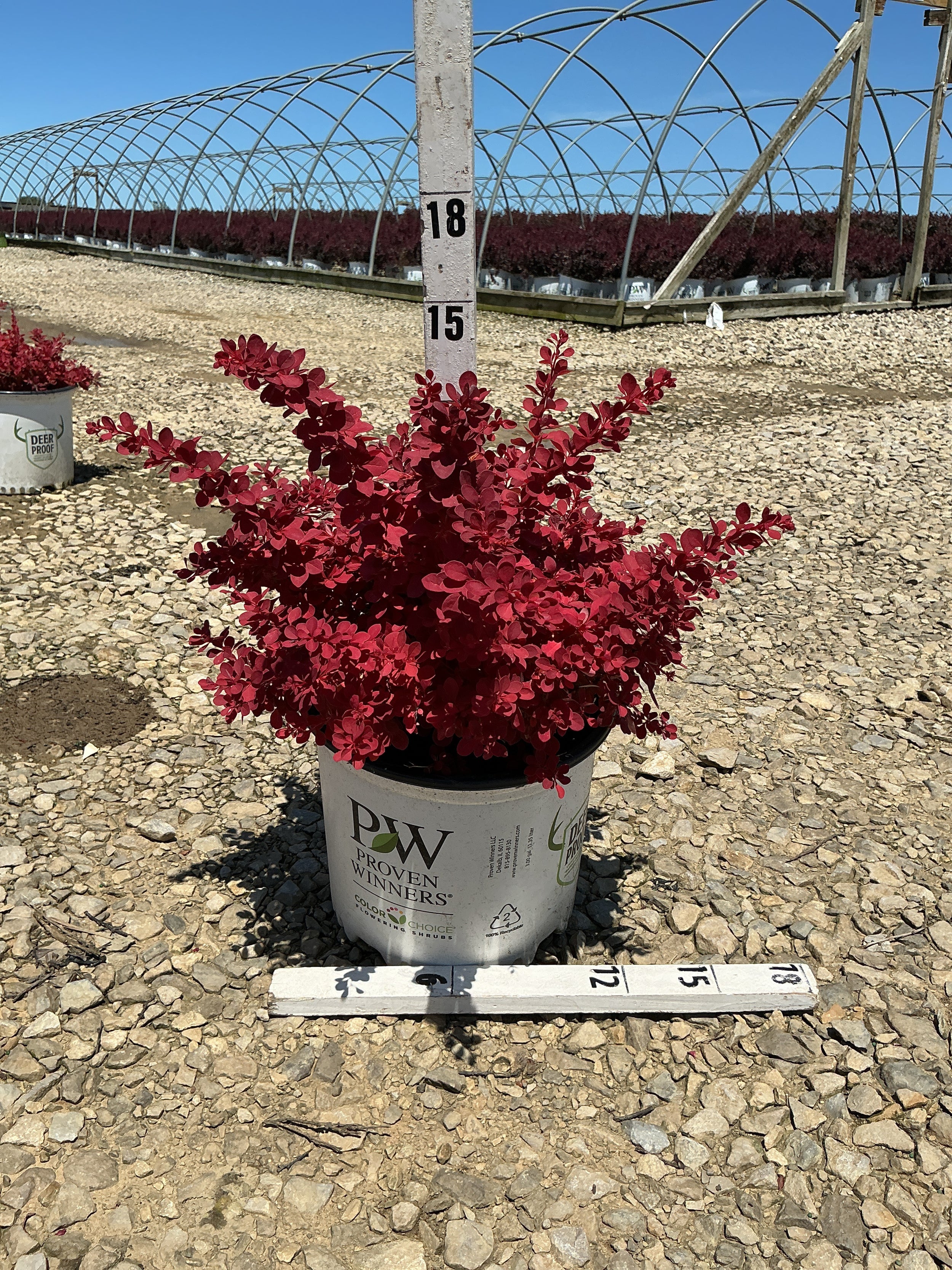 Berberis thunbergii 'NCBT4'