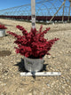 Berberis thunbergii 'NCBT4'
