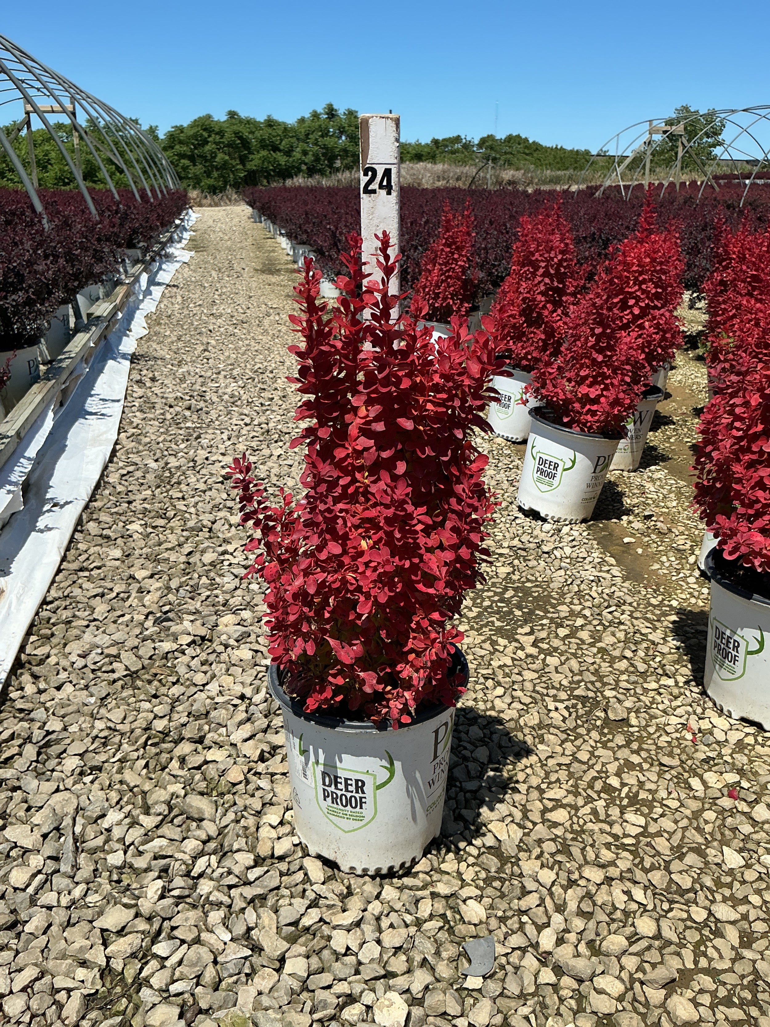 Berberis thunbergii 'Sunjoy Orange Pillar'