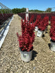Berberis thunbergii 'Sunjoy Orange Pillar'