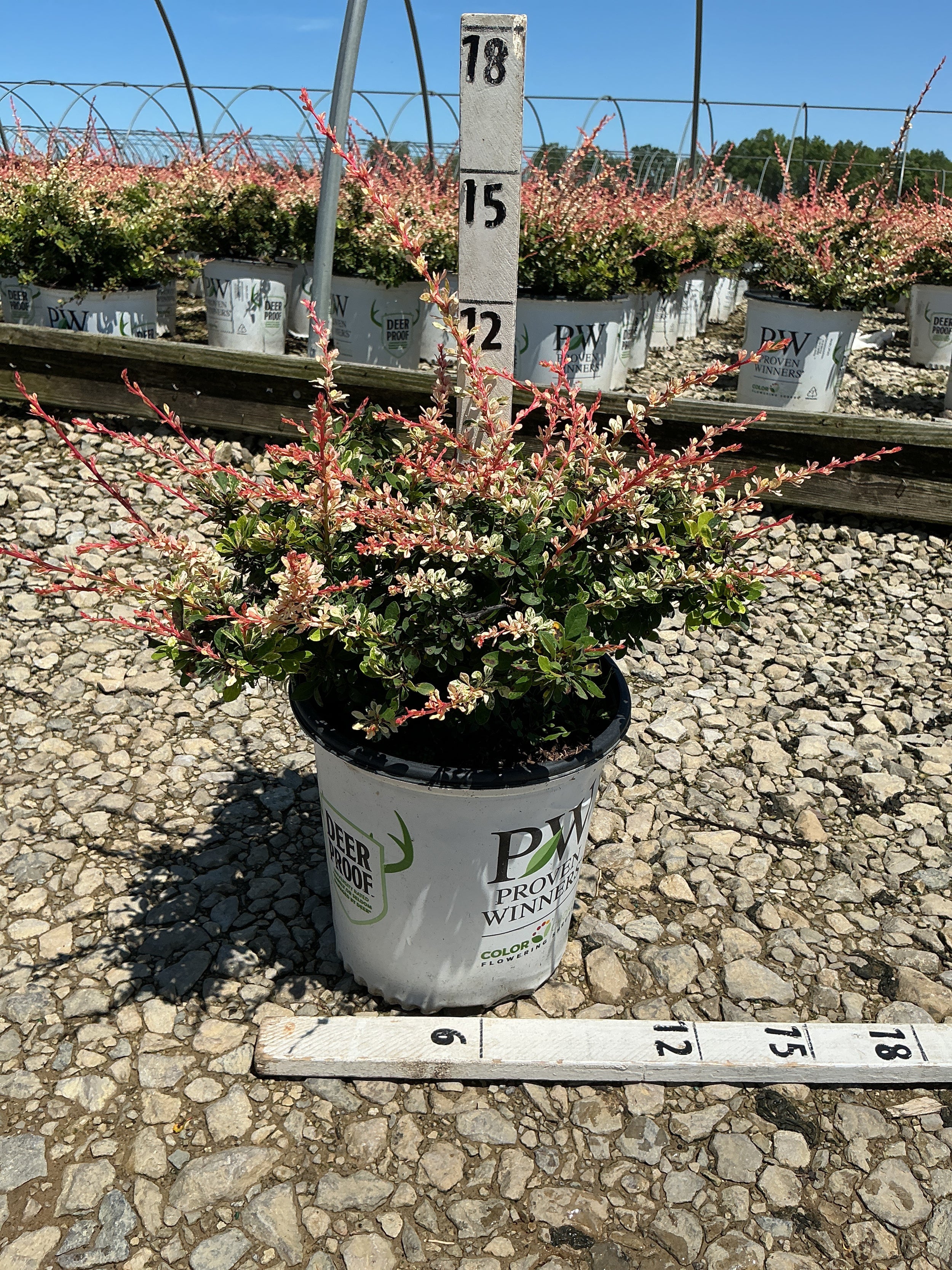 Berberis thunbergii 'Sunjoy Seguins'