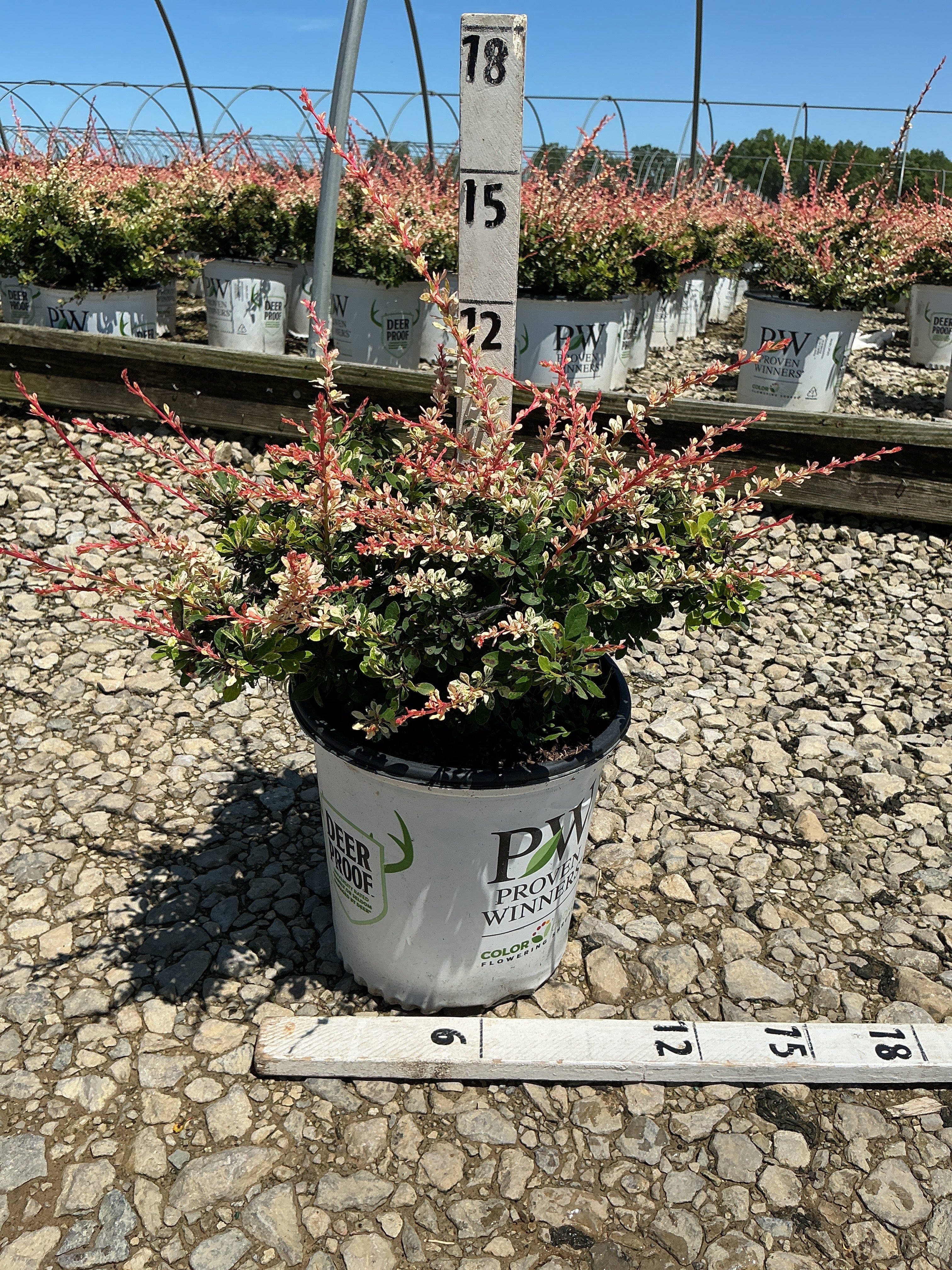 Berberis thunbergii 'Sunjoy Seguins'