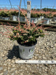Berberis thunbergii 'Sunjoy Seguins'