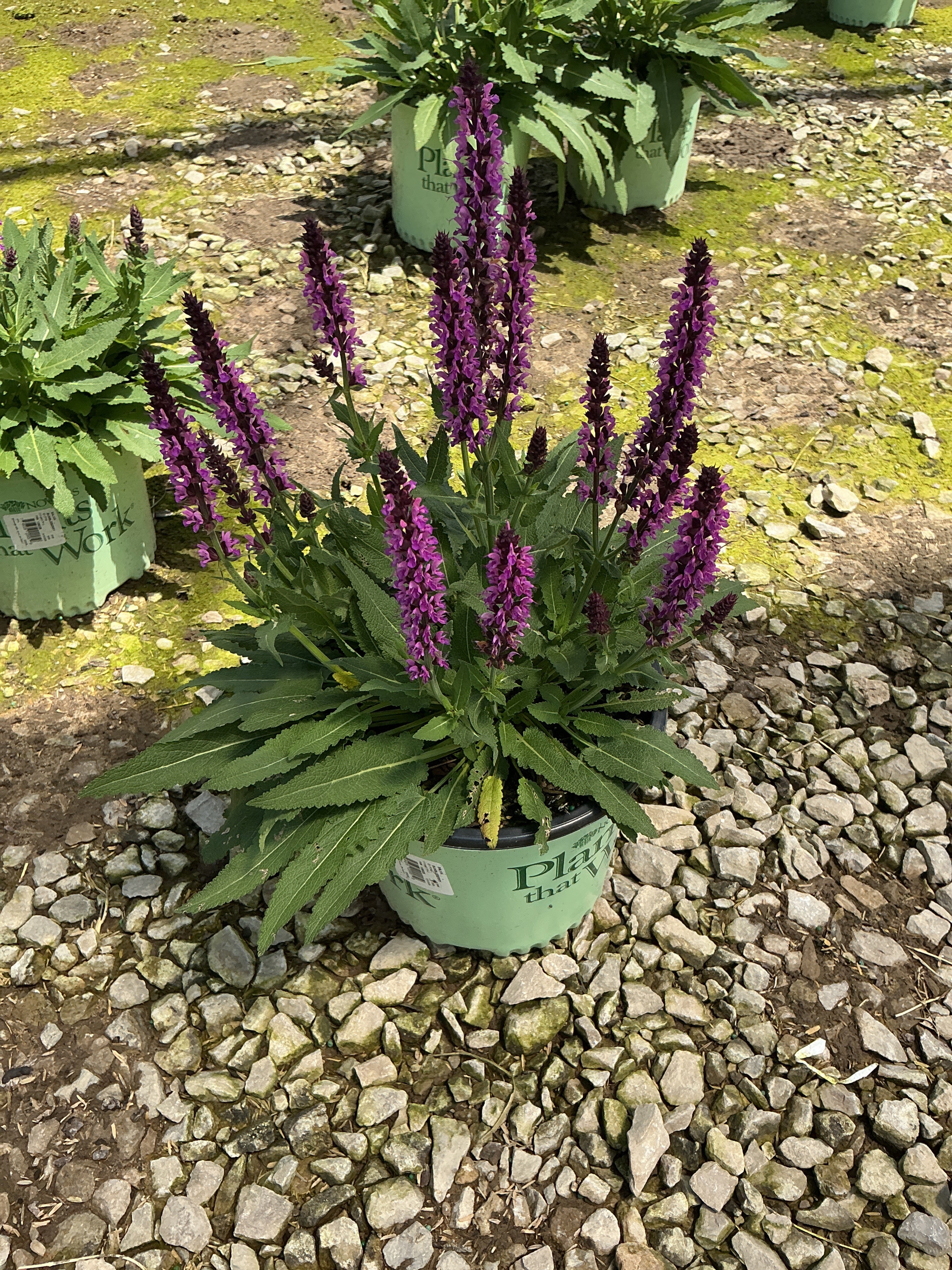 Salvia bumbleberry