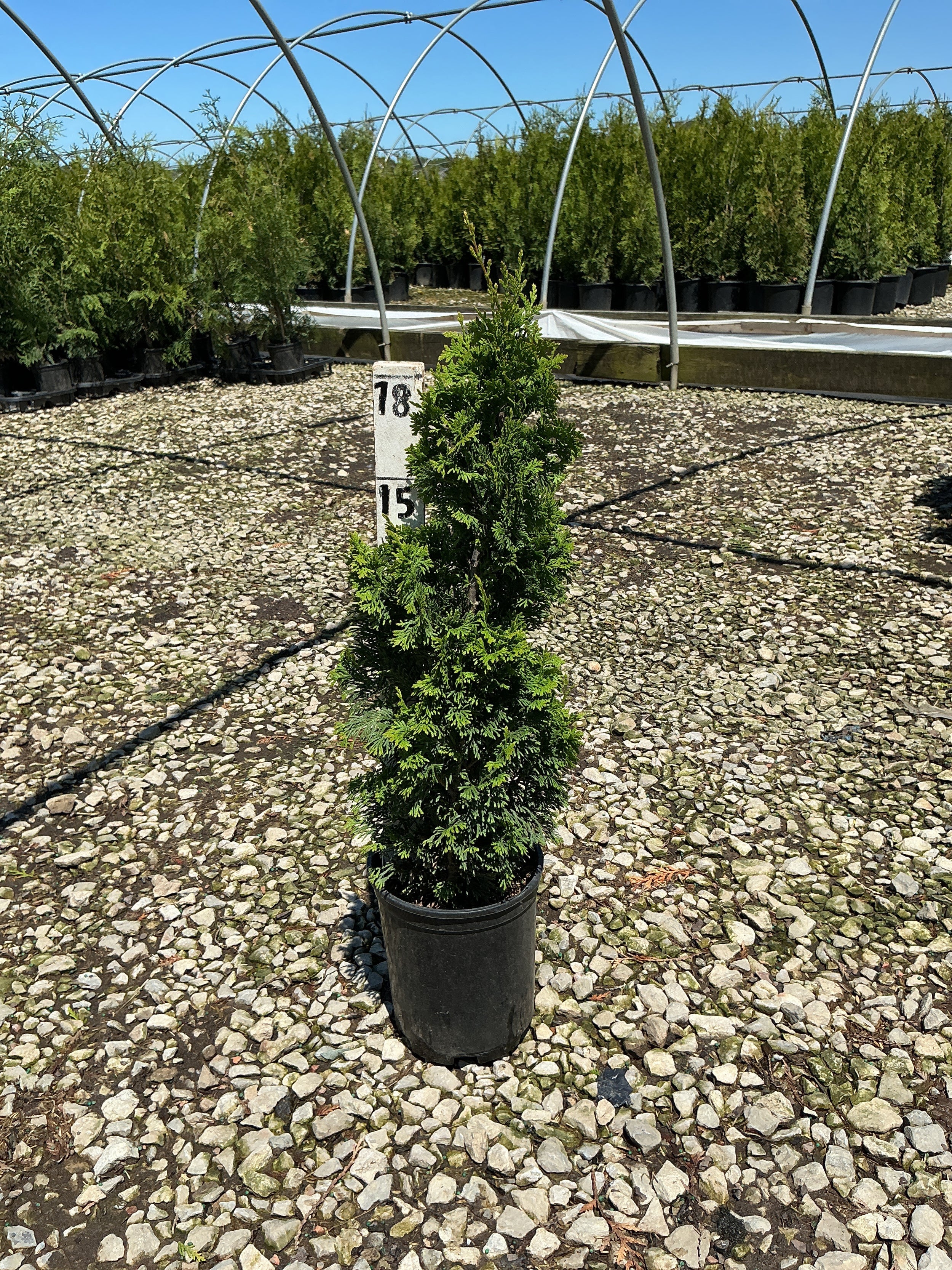 Thuja occidentalis 'Sting'