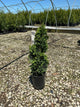 Thuja occidentalis 'Sting'