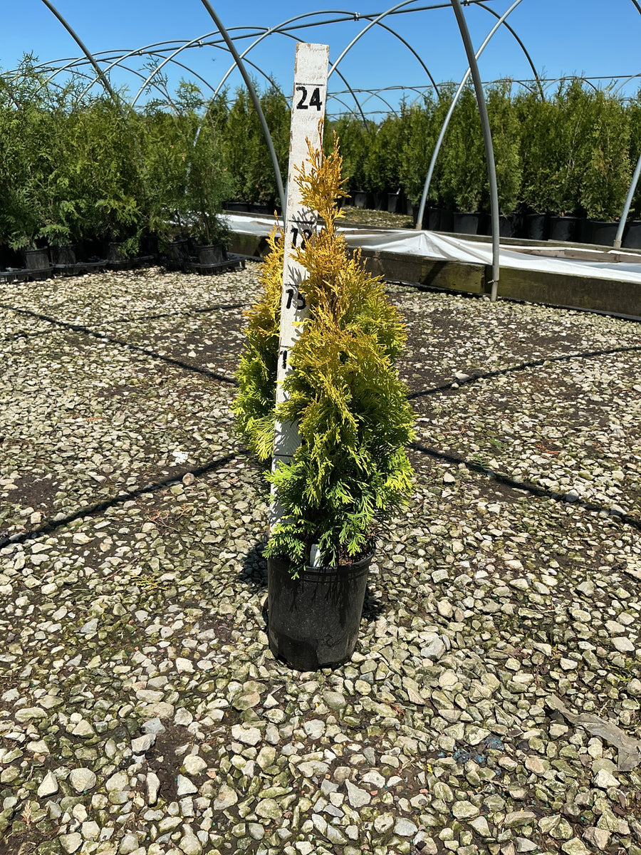 Thuja occidentalis 'Jantar' — G1