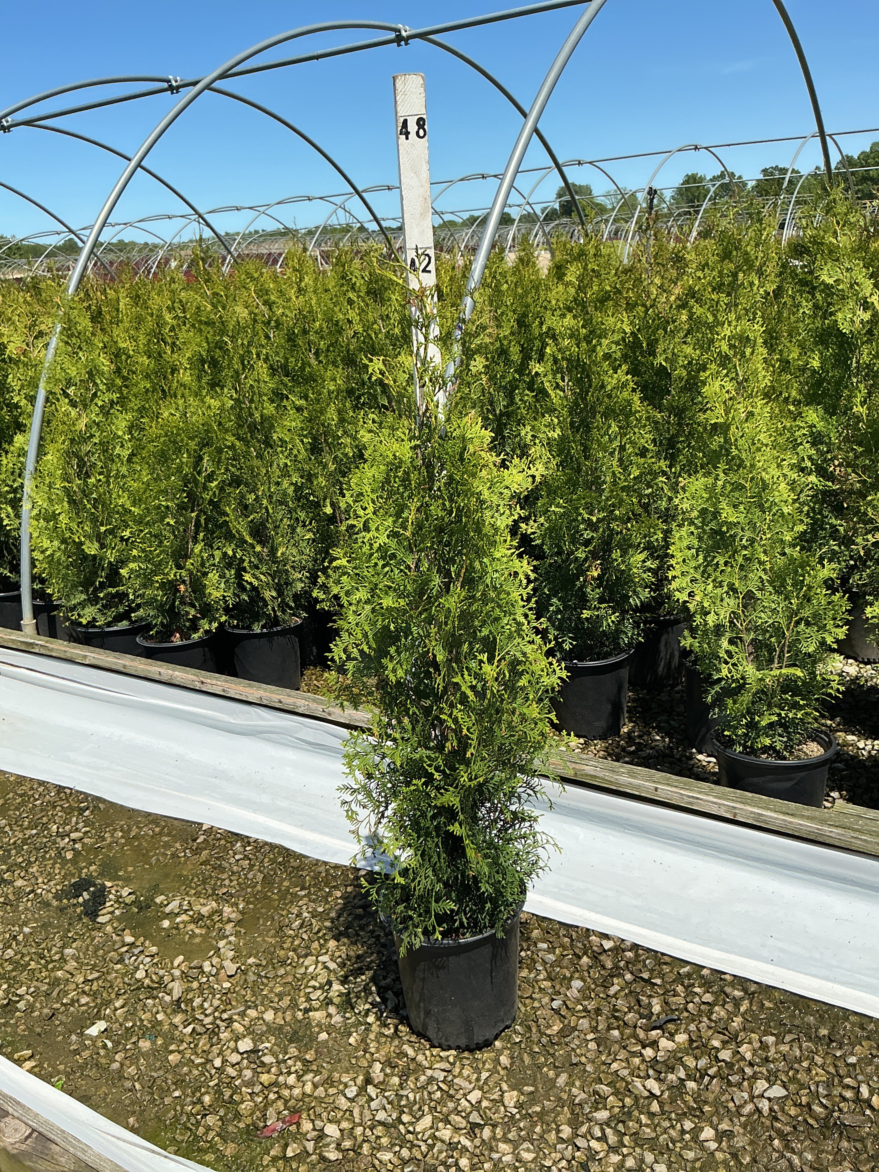 Thuja occidentalis 'King of Brabant'