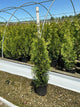 Thuja occidentalis 'King of Brabant'