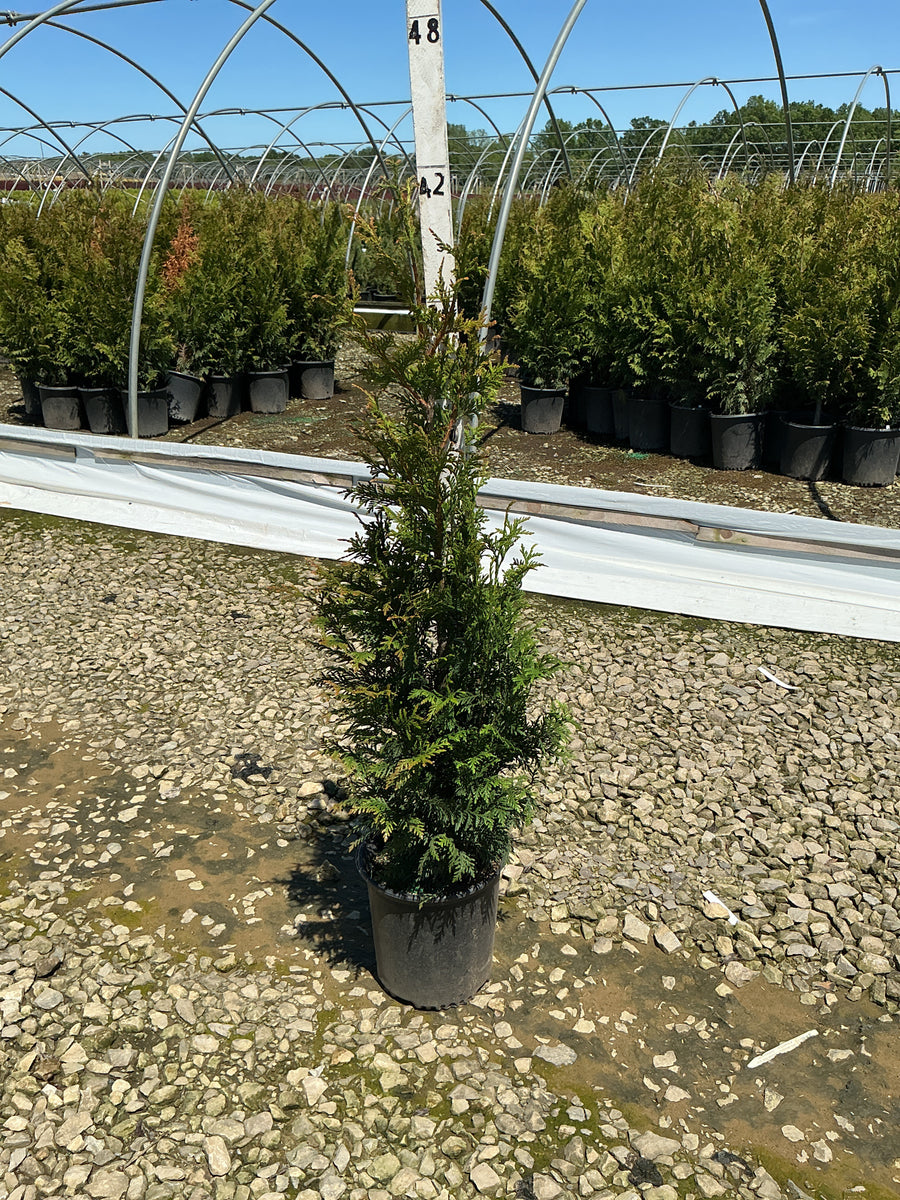 Thuja x 'Junior Giant' — G2 18