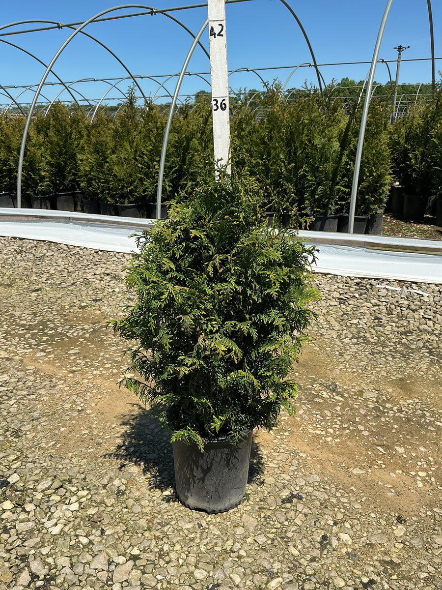 Thuja occidentalis 'Techny Mission' — G2 15-18