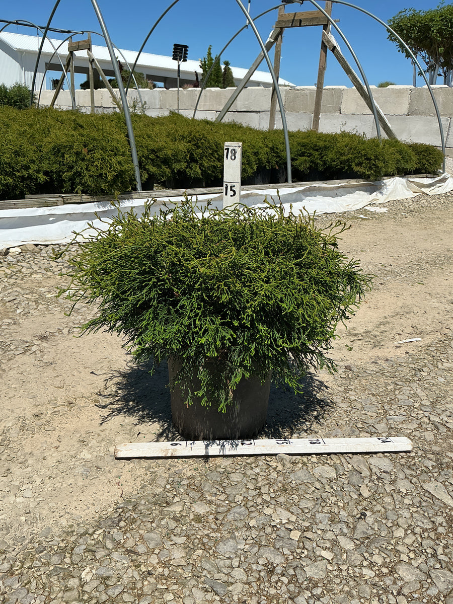 Chamaecyparis obtusa 'Contorta' — G3 15