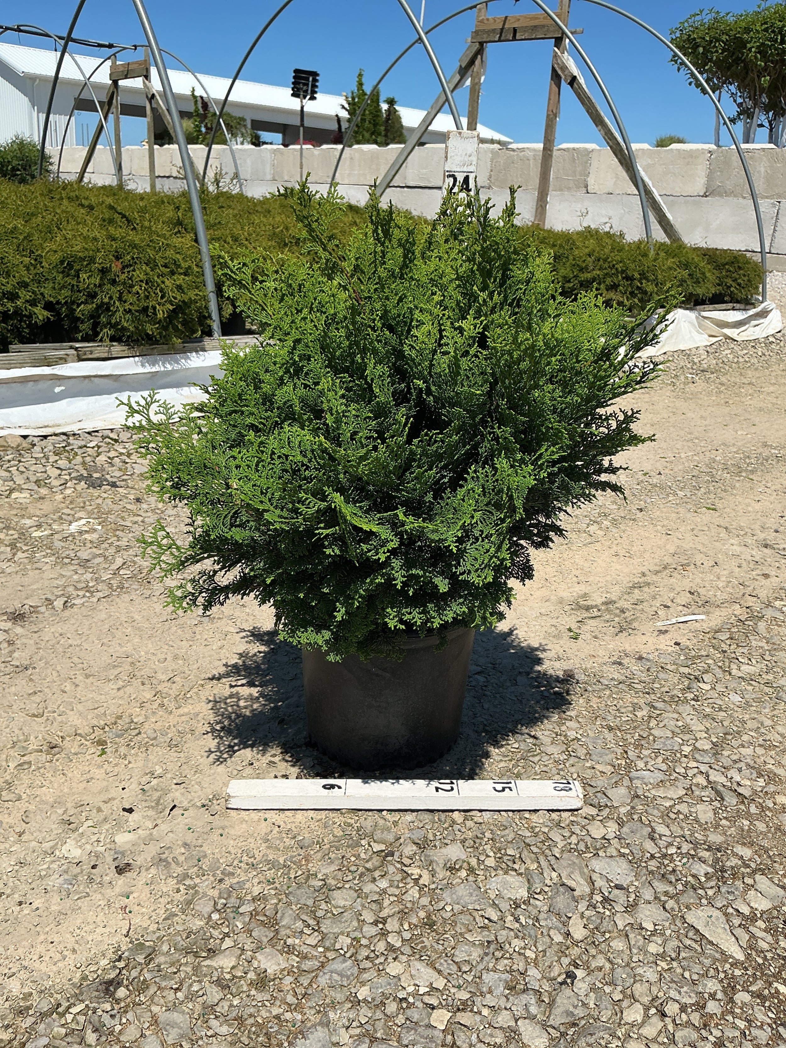 Chamaecyparis obtusa 'Tempelhof'