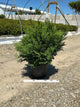 Chamaecyparis obtusa 'Tempelhof'