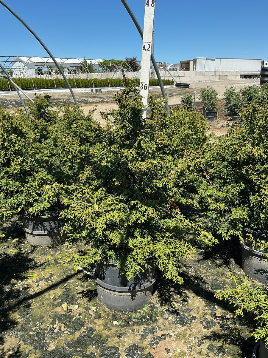 Chamaecyparis obtusa 'Torulosa' — G3 15