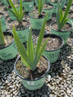 Iris victoria 'Falls'