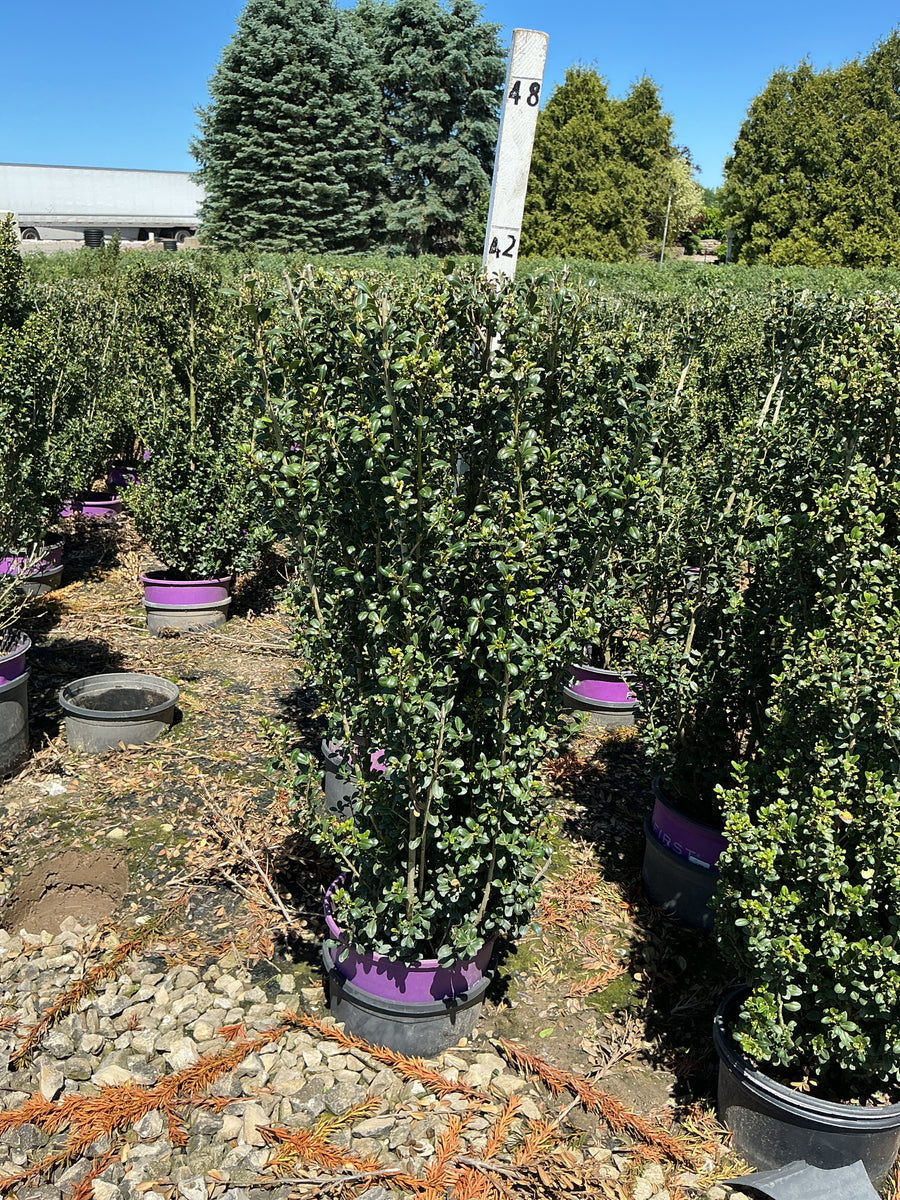 Ilex crenata 'Chubby Hubby' — G3 FE