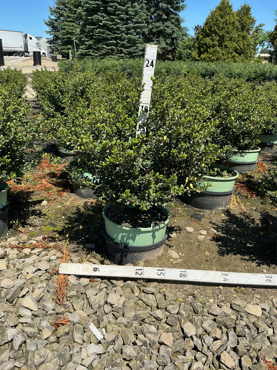 Ilex crenata 'Winterscape Chilly Willy' — G3 15