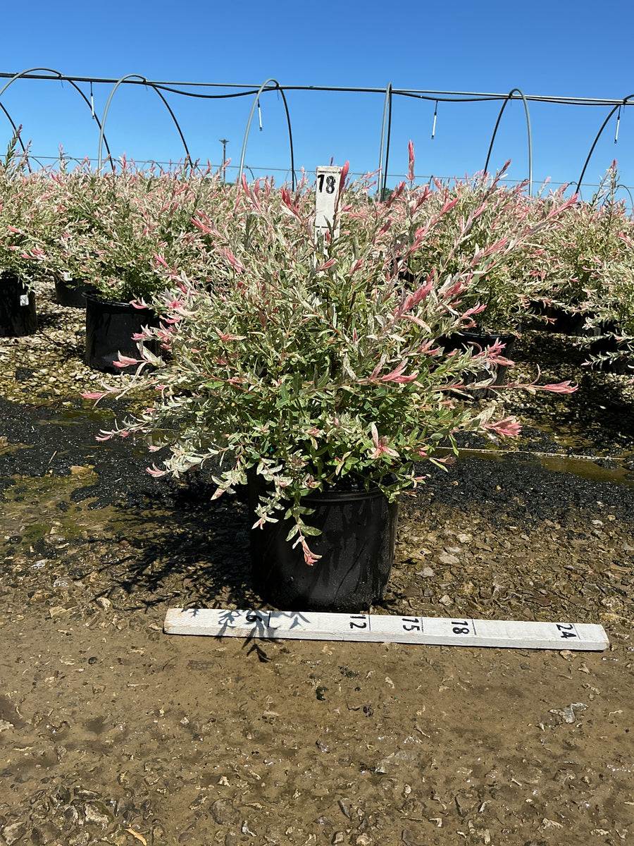 Salix integra 'Hakuro Nishiki' — G3 15