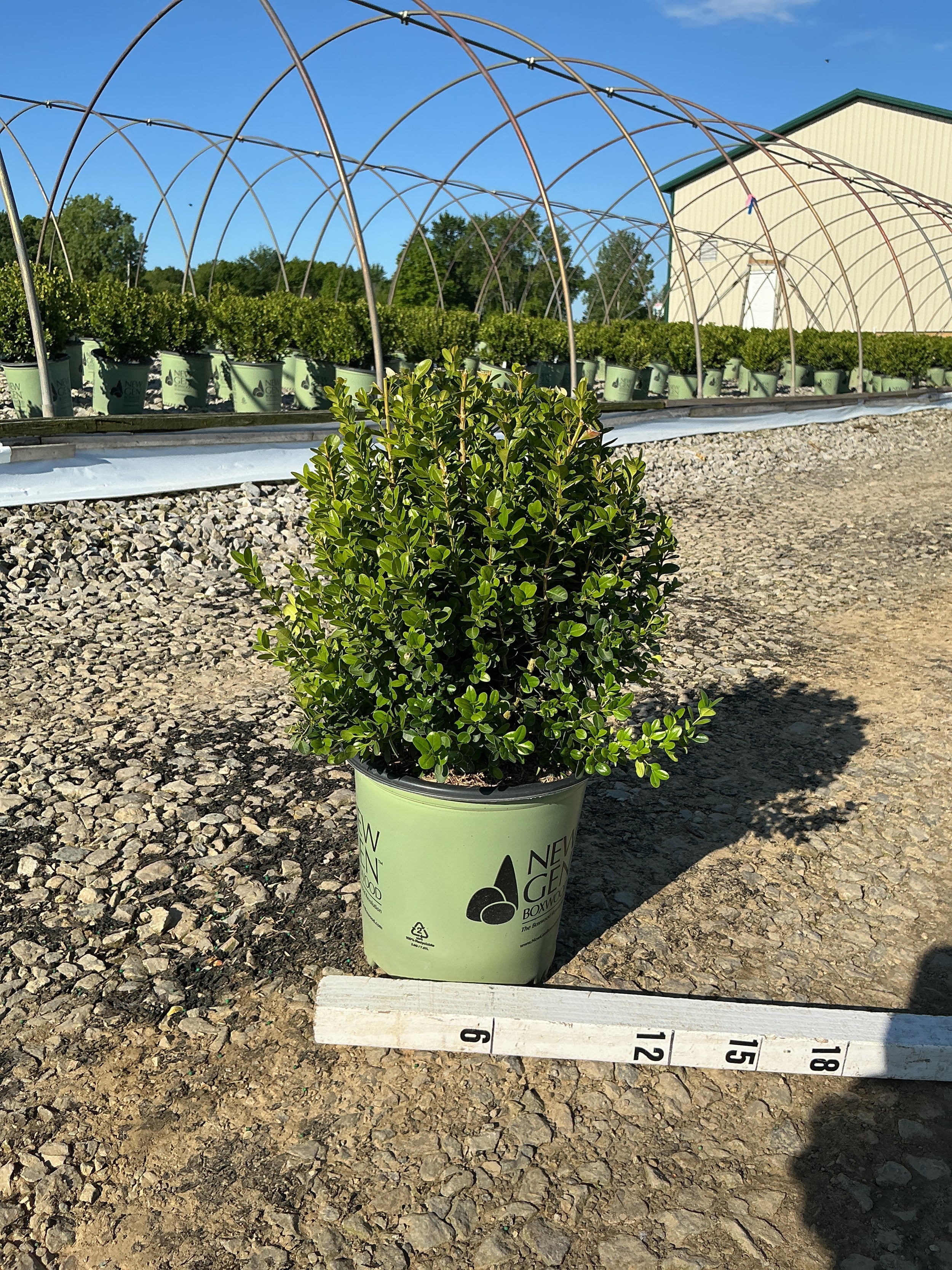 Buxus newgen 'Freedom'