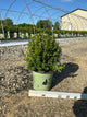 Buxus newgen 'Freedom'