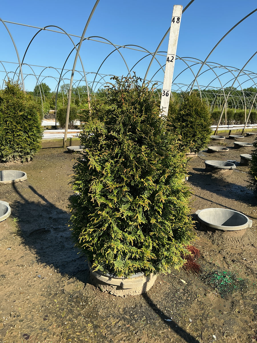 Thuja x 'Junior Giant' — G7 36