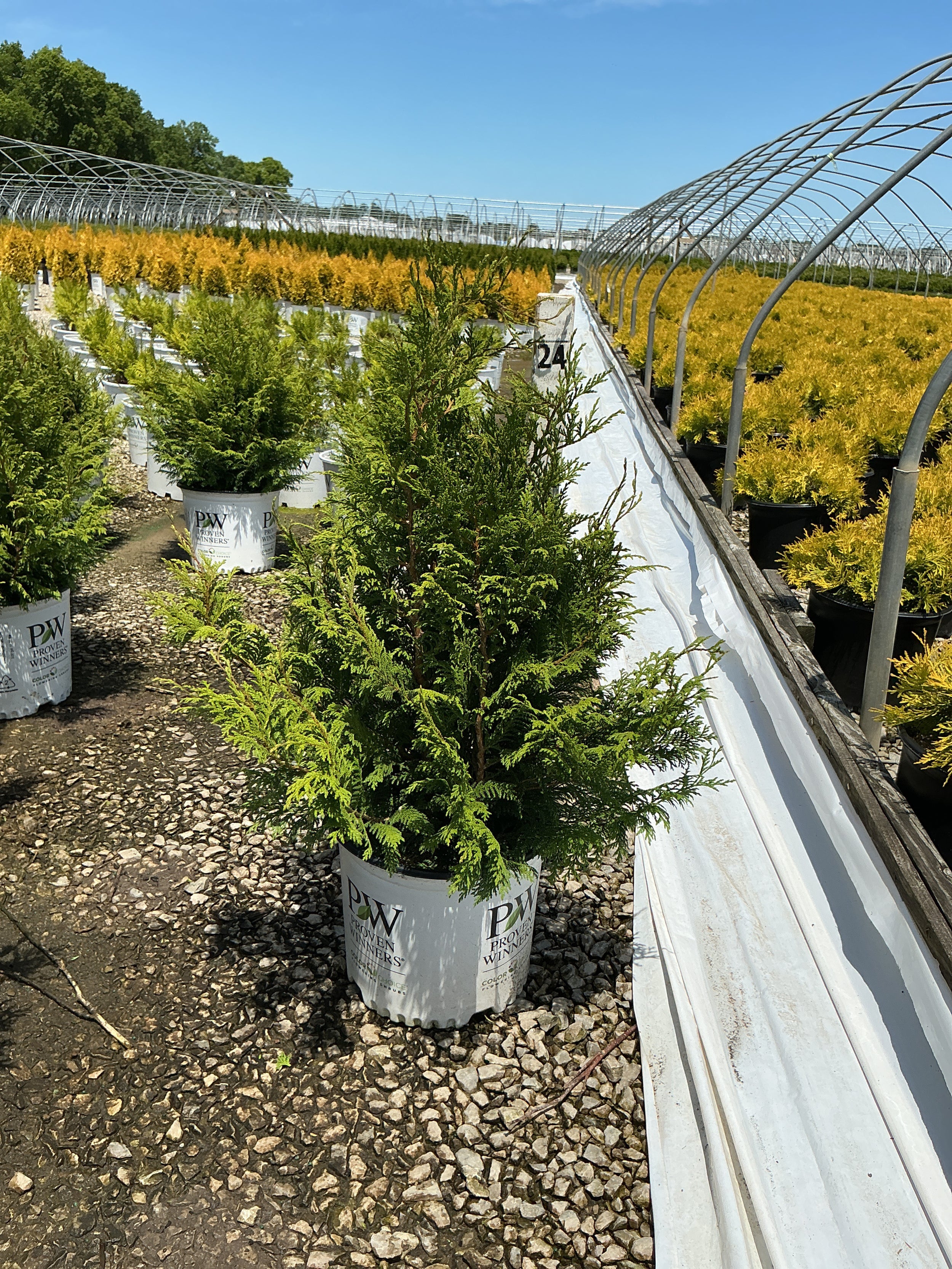Chamaecyparis cedar 'Rapids'