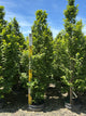 Carpinus betulus 'Lucas'