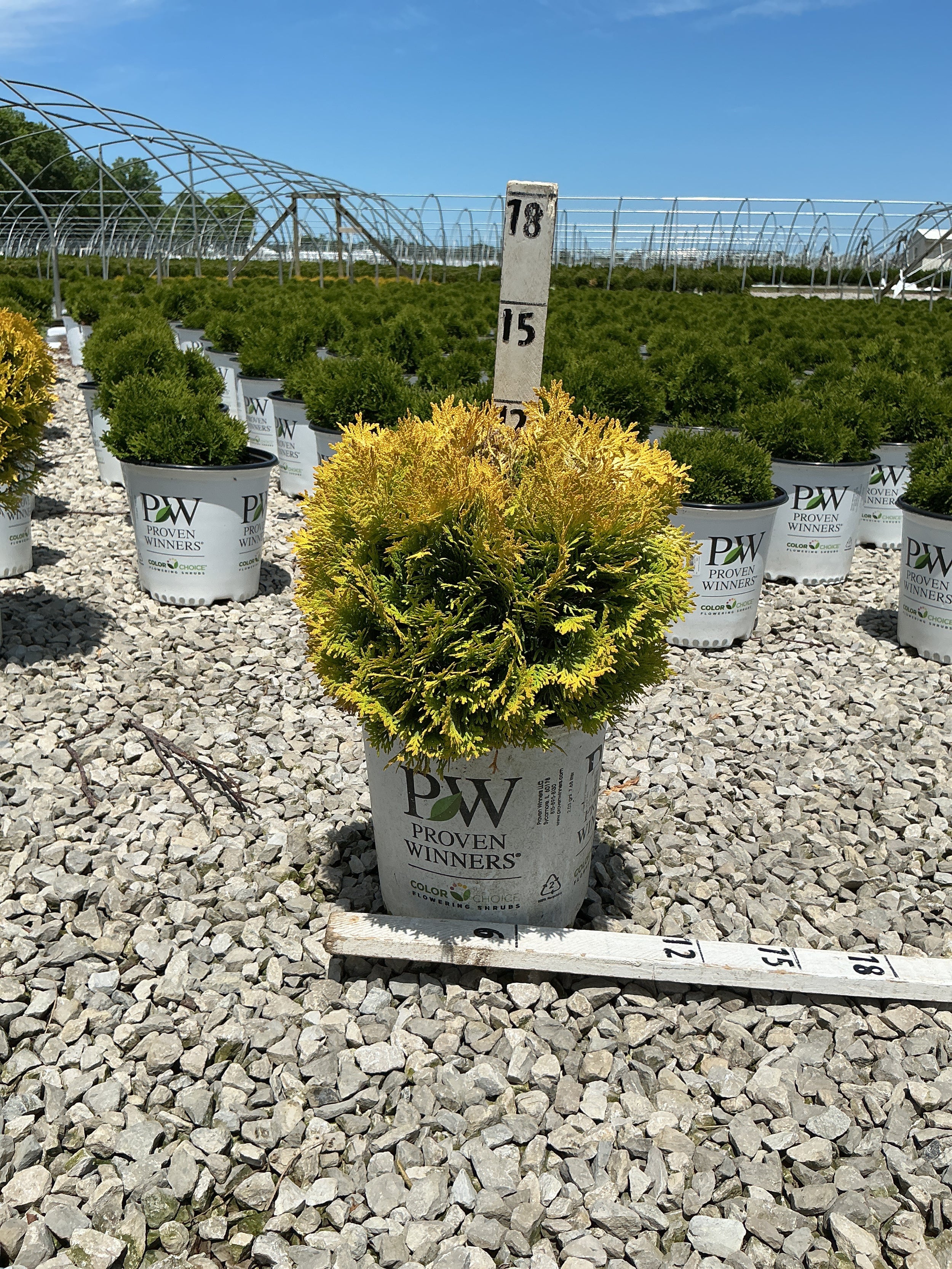 Thuja occidentalis 'Annas Magic Ball'