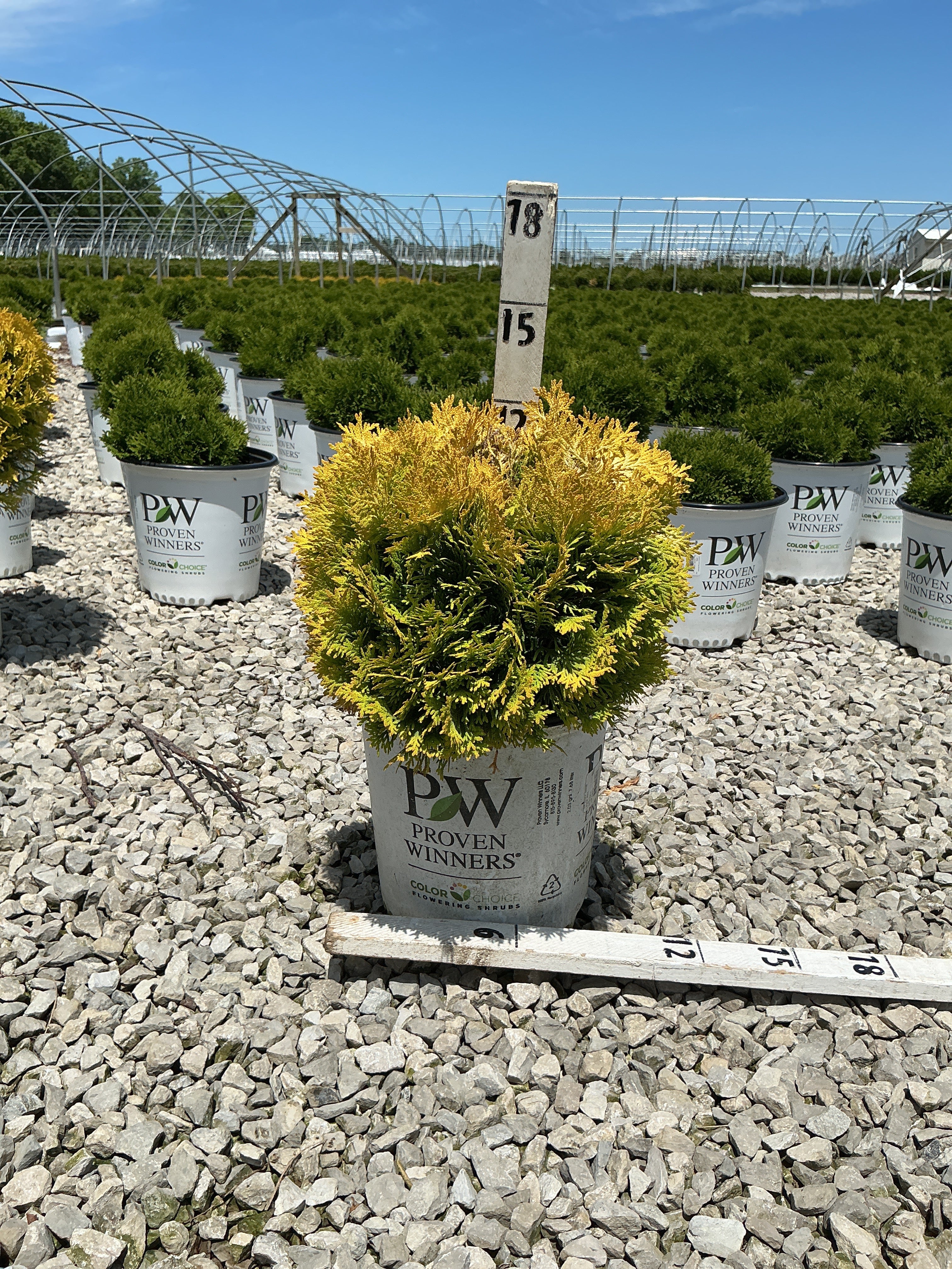 Thuja occidentalis 'Annas Magic Ball'