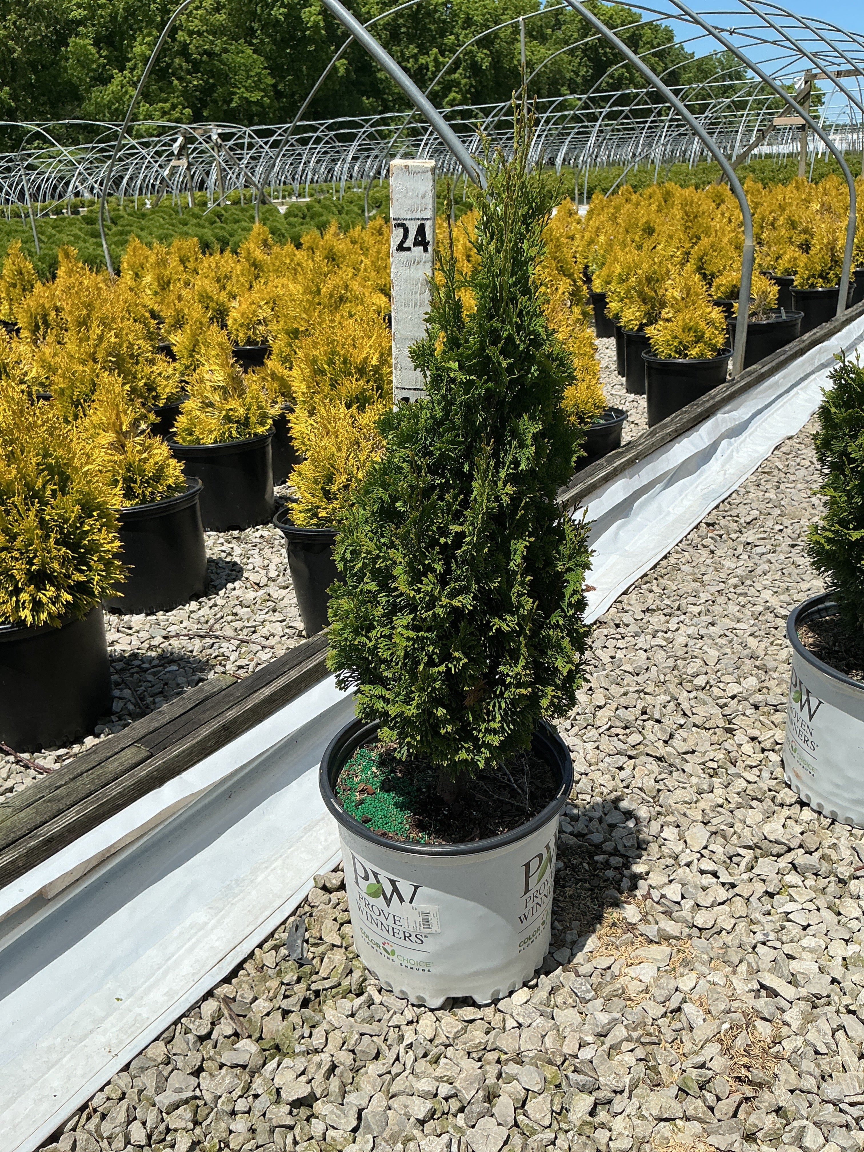 Thuja occidentalis 'Sting'